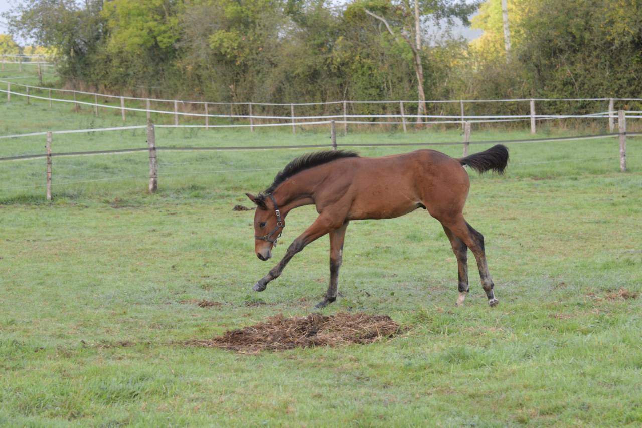 Poulain SF 2025 à vendre