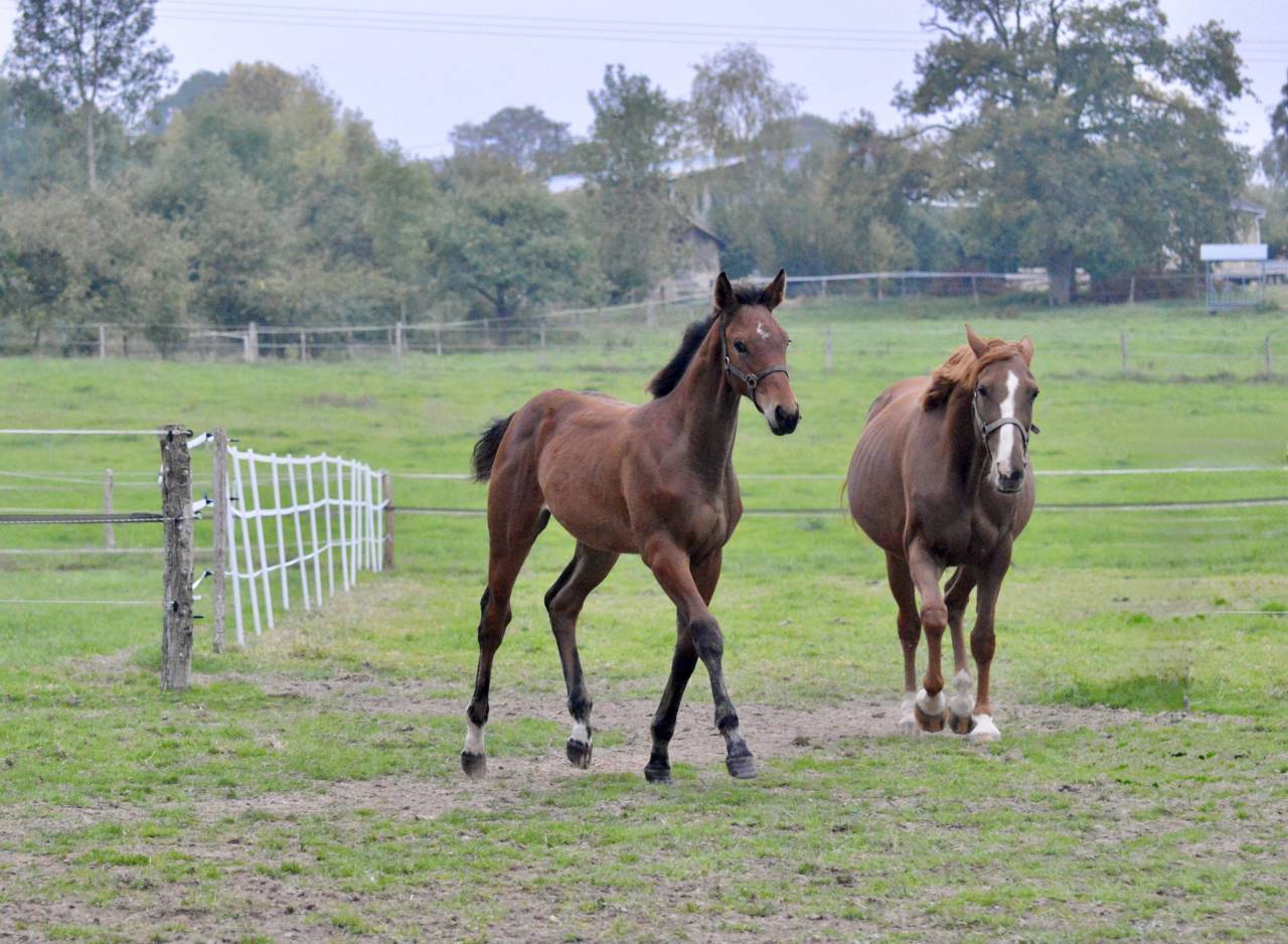 Poulain SF 2025 à vendre
