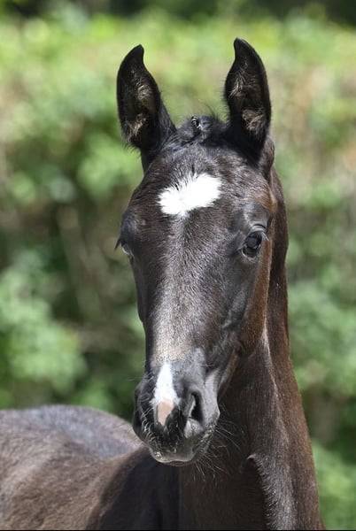 Fantastique yearling de Zangersheide