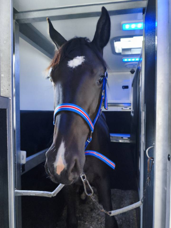 Fantastique yearling de Zangersheide