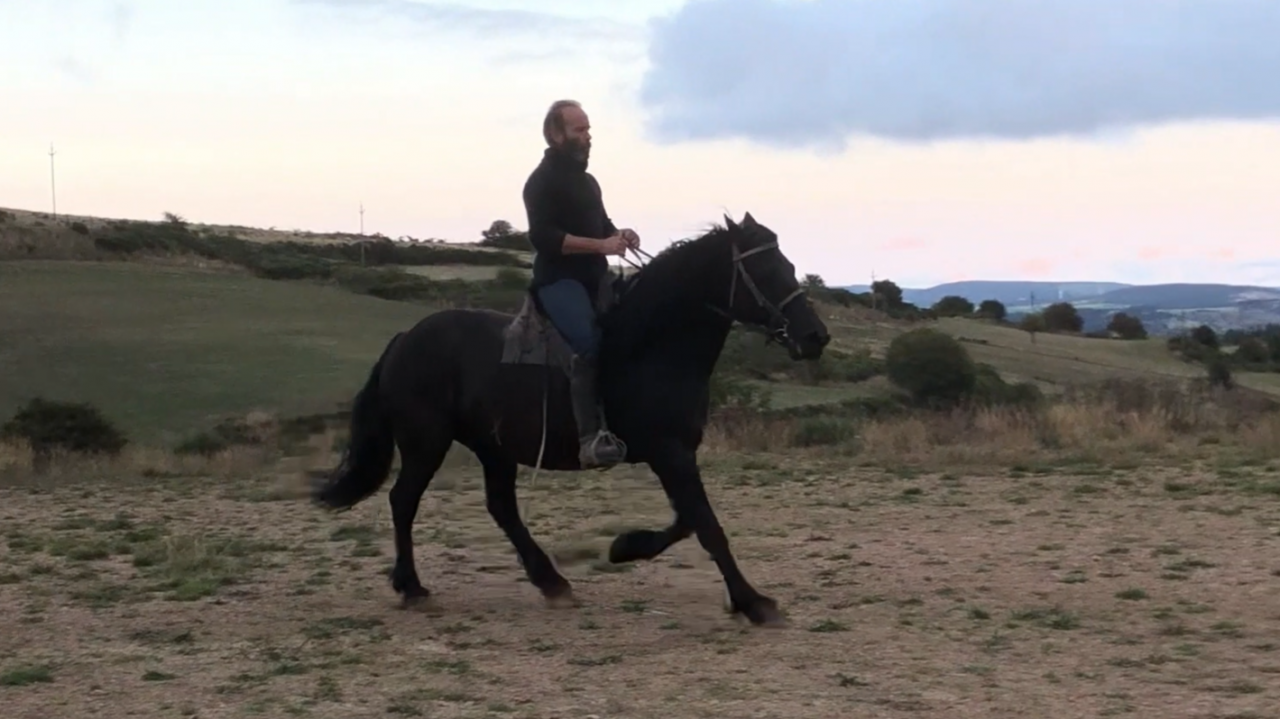 Jument Mérens de 9 ans 