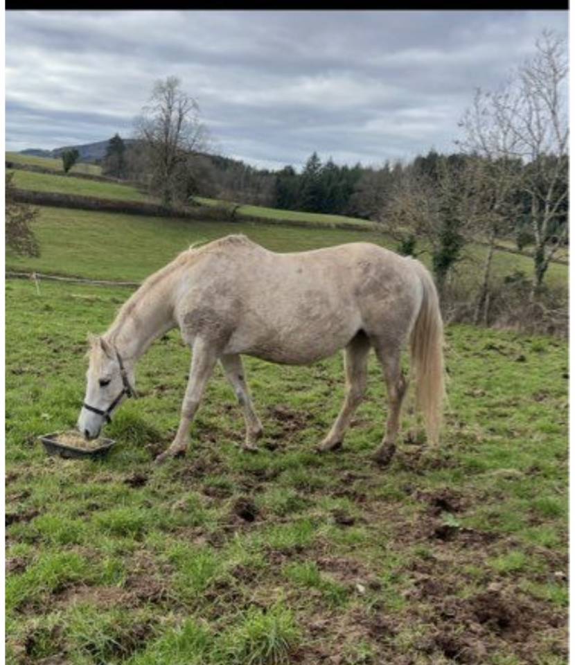 Poulinière sf Mylord Carthago pleine 
