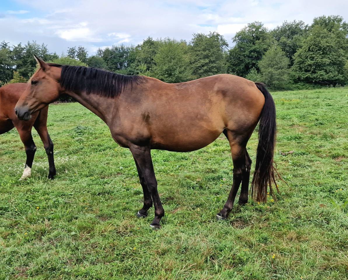 Poulinière Selle Français Originel, 3.5 pts PACE
