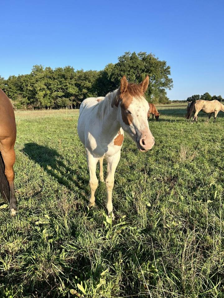 Paint Horse - Filly 2025 - Tovero Dun