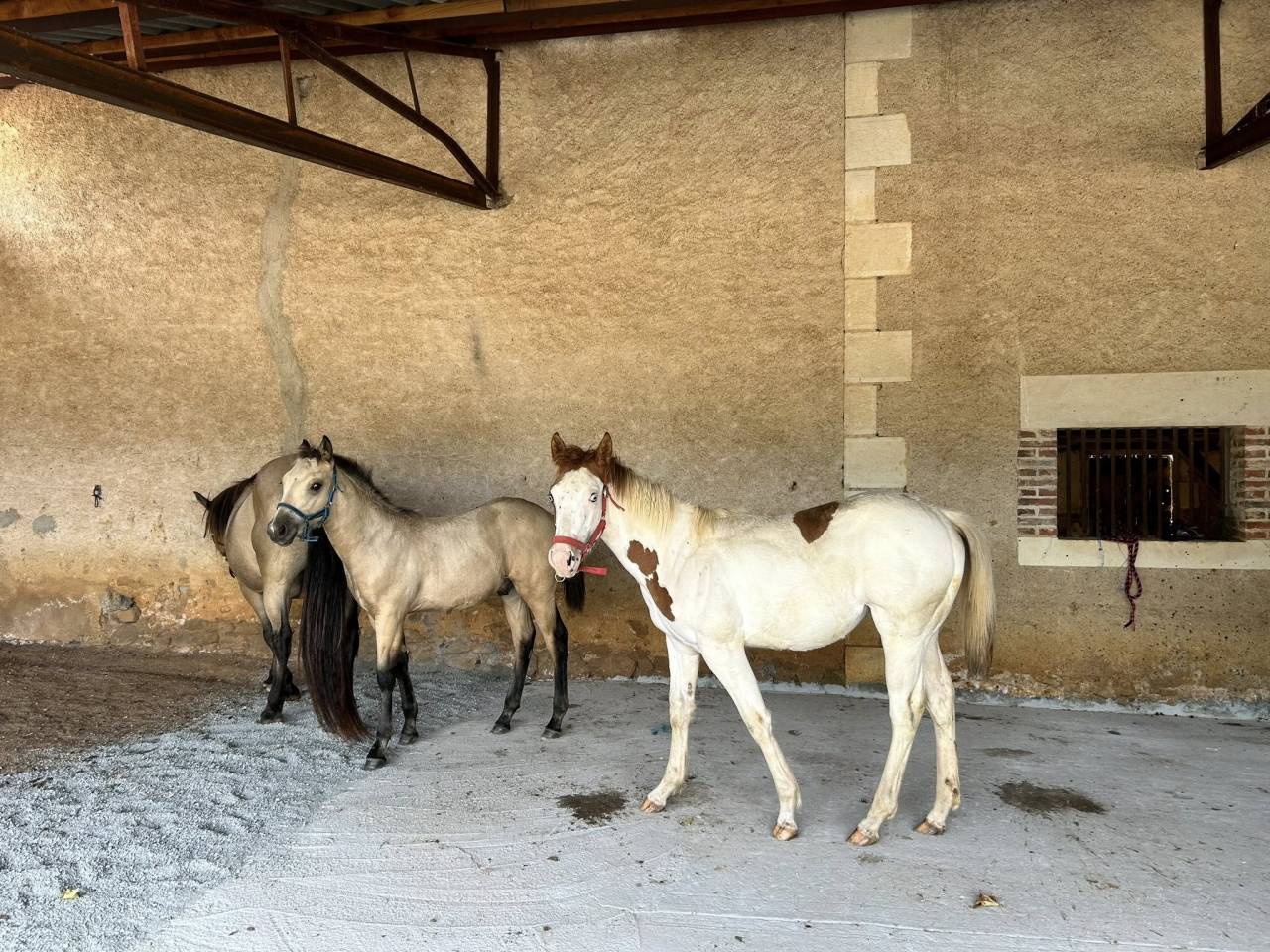 Paint Horse - Filly 2025 - Tovero Dun