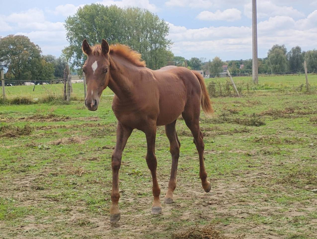 Étalon gastronom x Anakin van schutersof