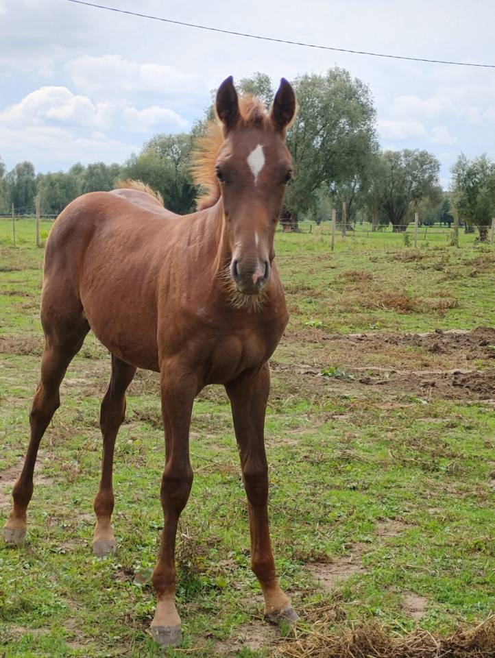 Étalon gastronom x Anakin van schutersof