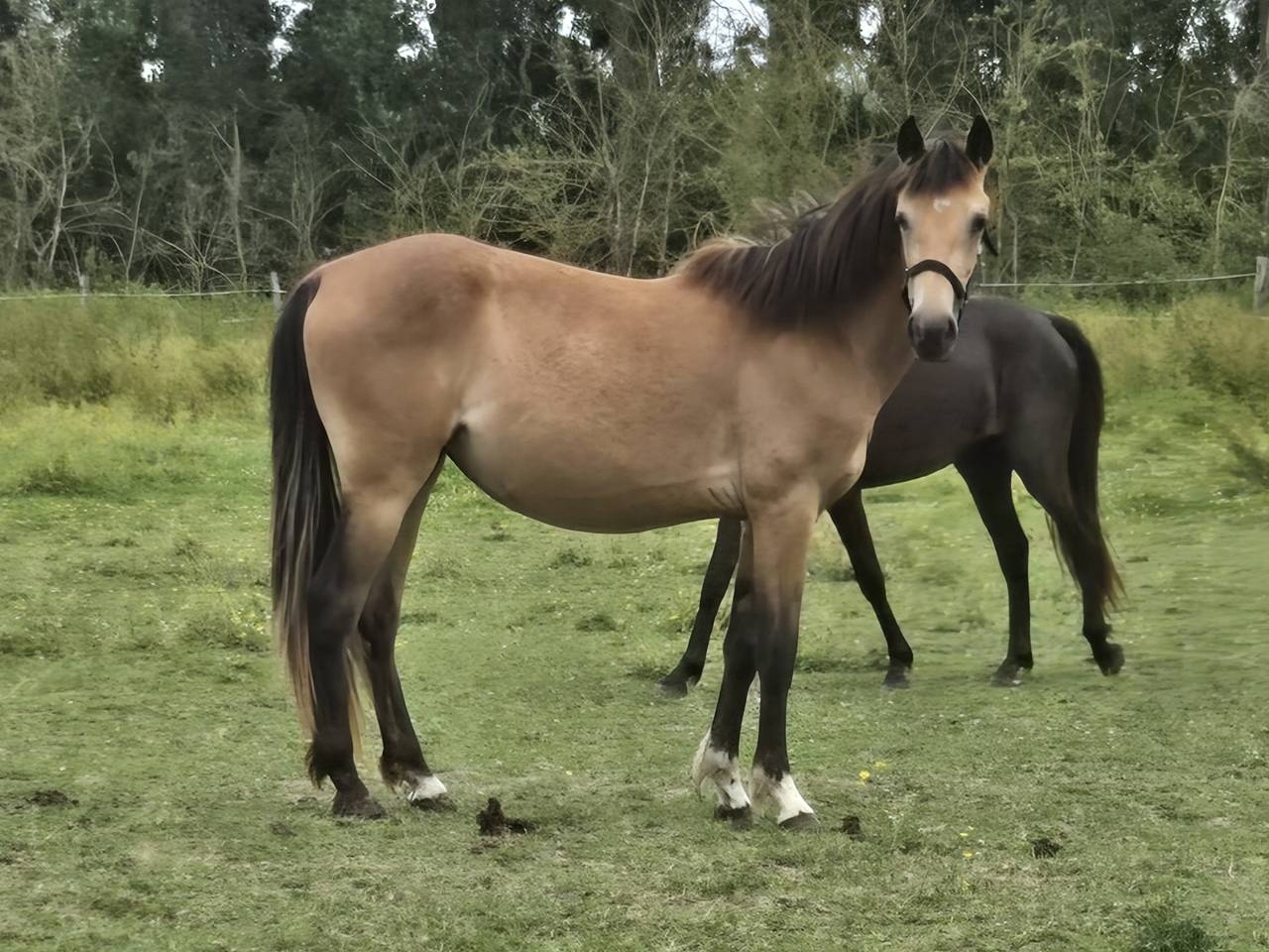 Chevaux rocky mountain horse