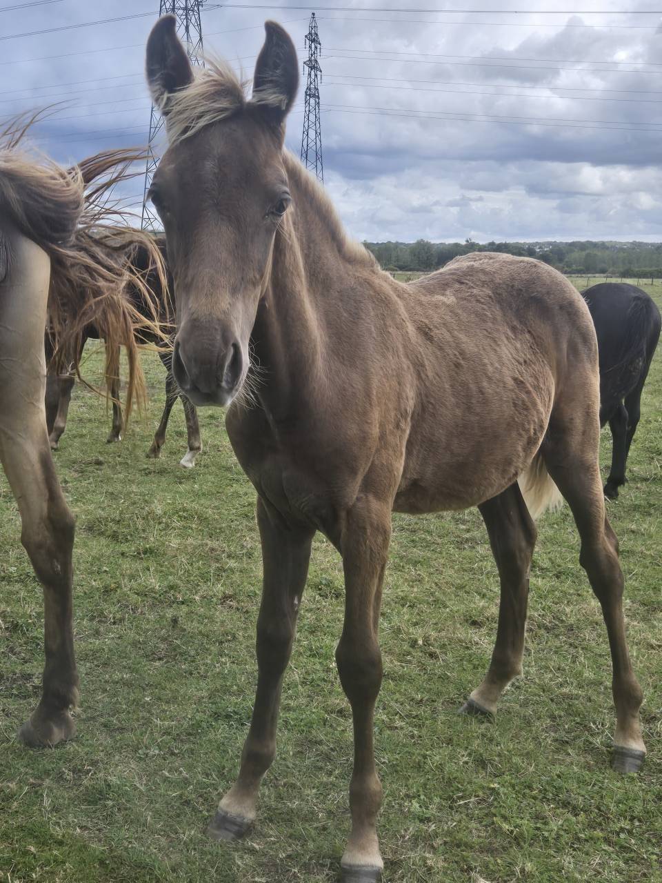Chevaux rocky mountain horse