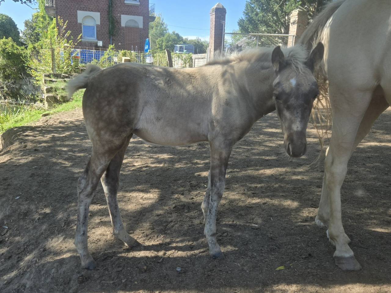 Chevaux rocky mountain horse