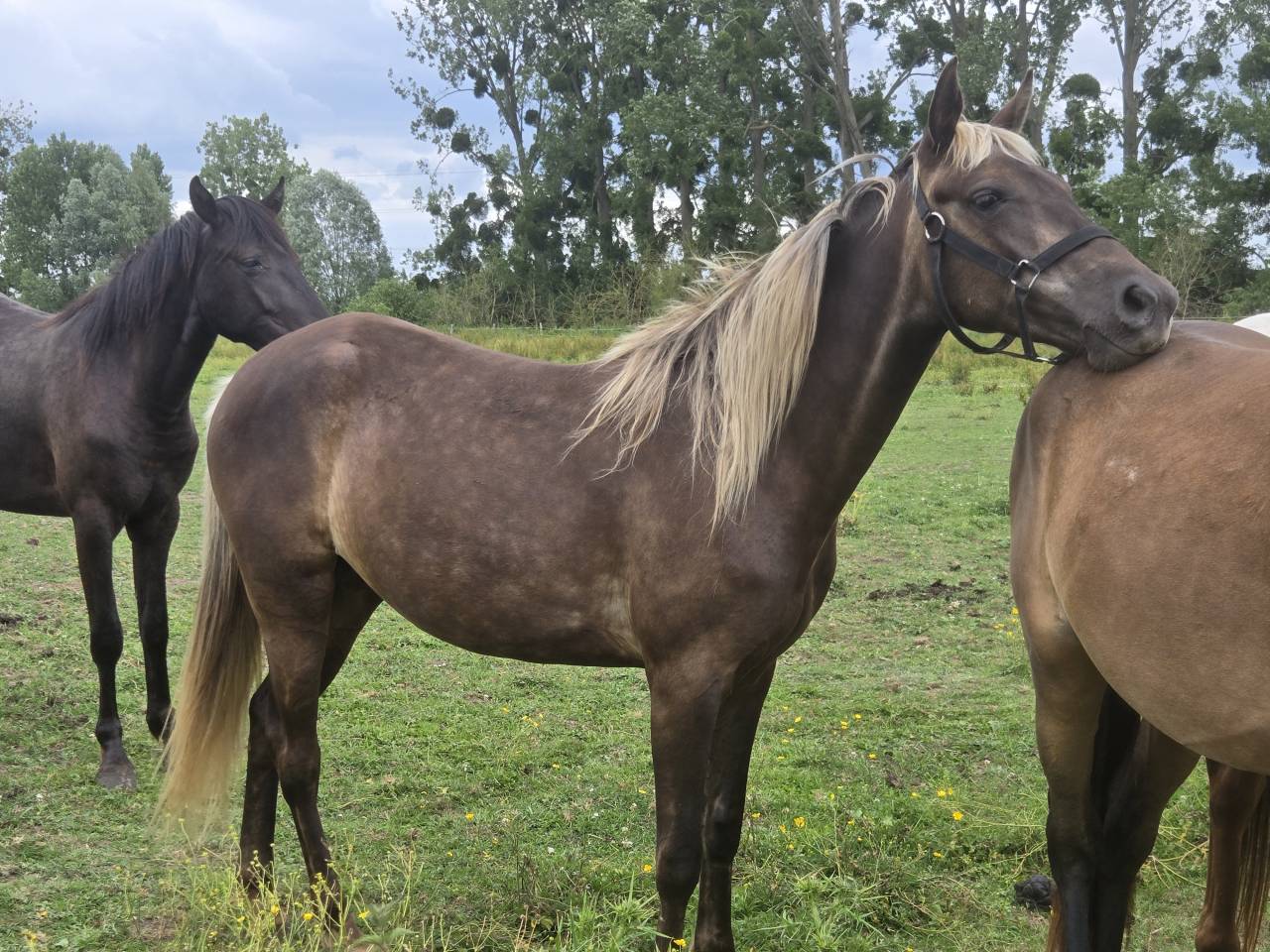 Chevaux rocky mountain horse