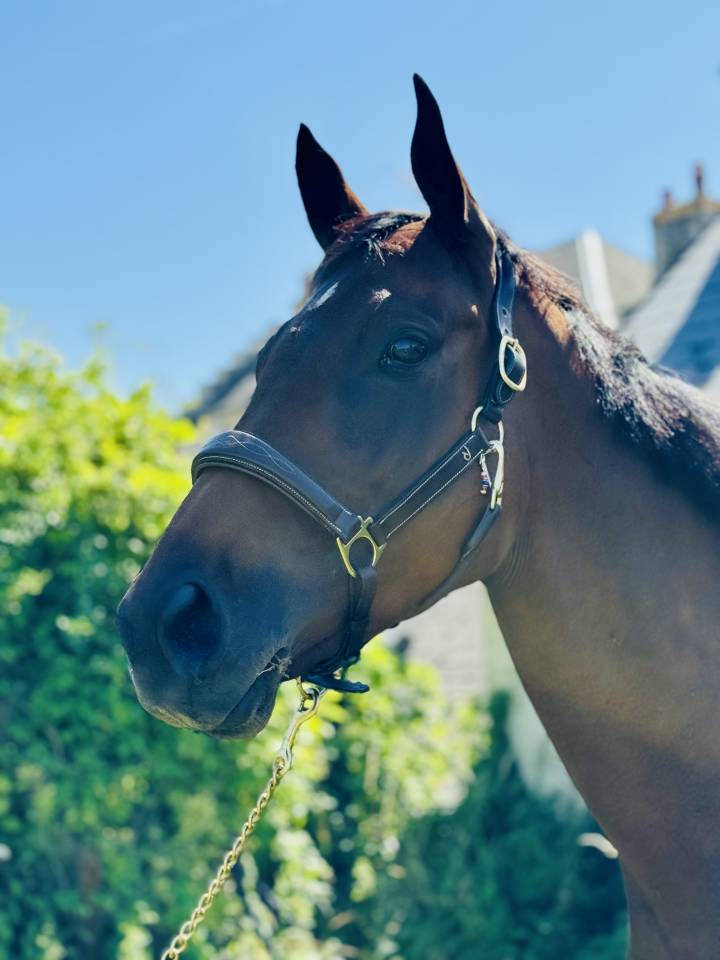 Jument pur sang 7 ans 