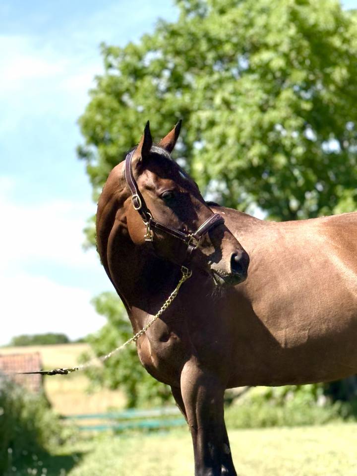 Jument pur sang 7 ans 