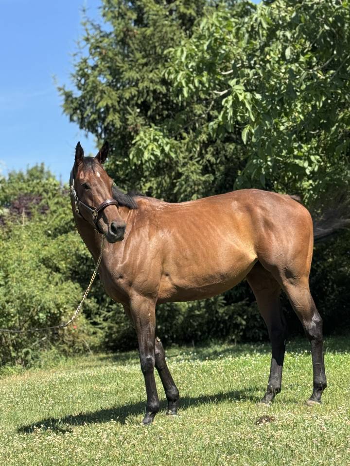 Jument pur sang 7 ans 