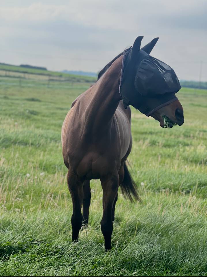 Jument pur sang 7 ans 