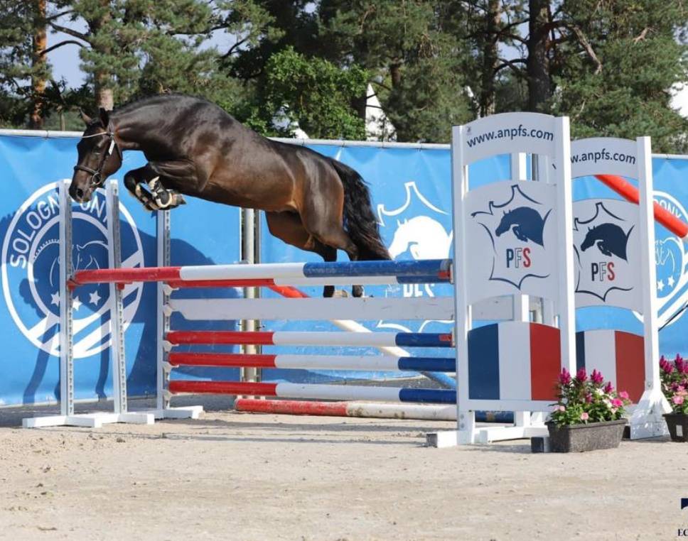 pouliche pie noir new forest 