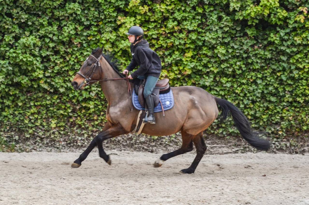 Jument de loisir et poulinière