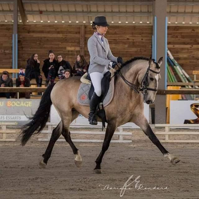 pur race lusitanien  PP pouliche CREME