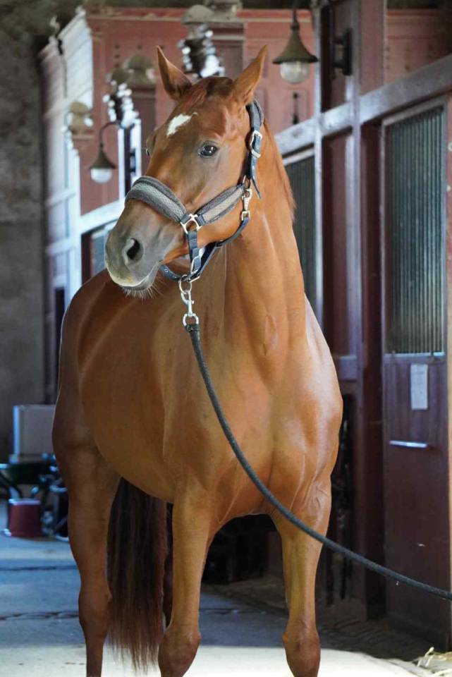 Jument Selle Francais 7 ans 