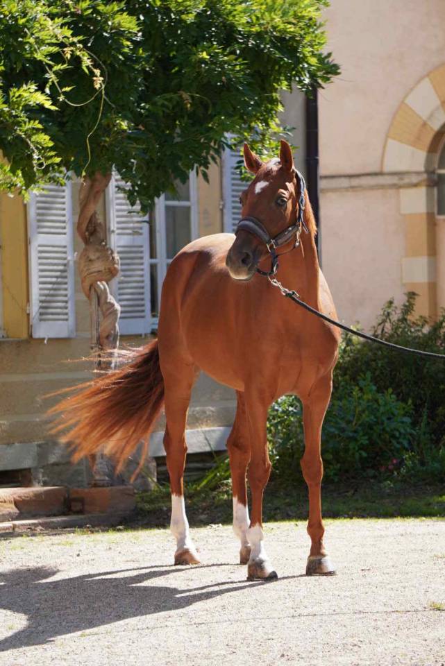 Jument Selle Francais 7 ans 