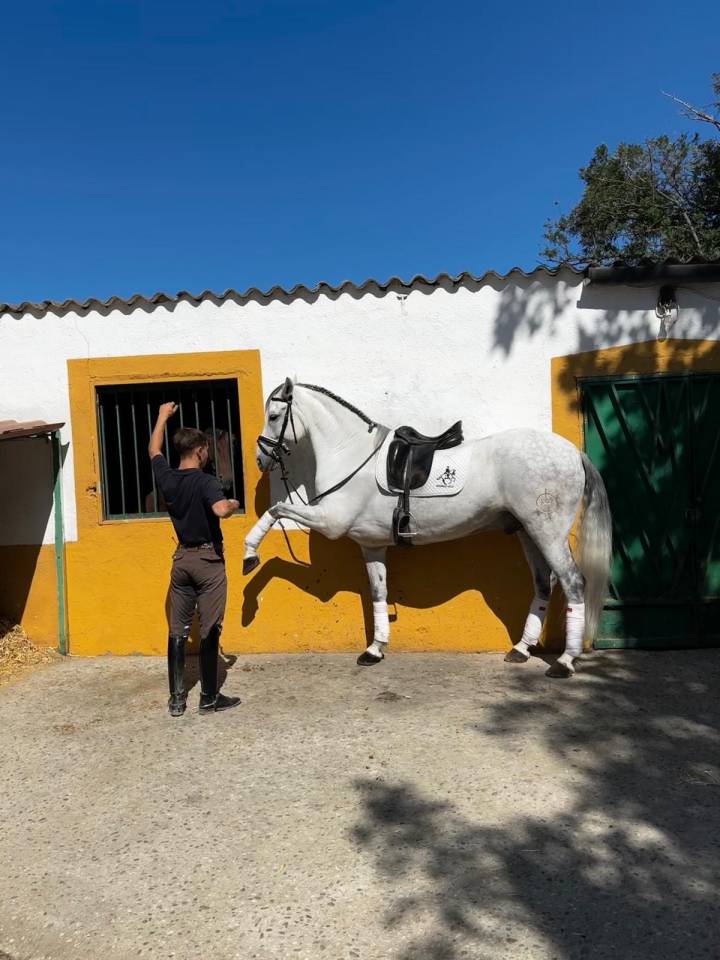 Hongre Origine Non Constatée A vendre 2015 Gris