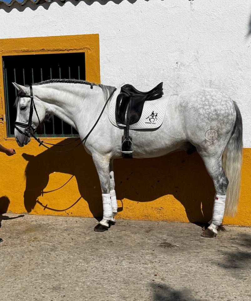 Hongre Origine Non Constatée A vendre 2015 Gris