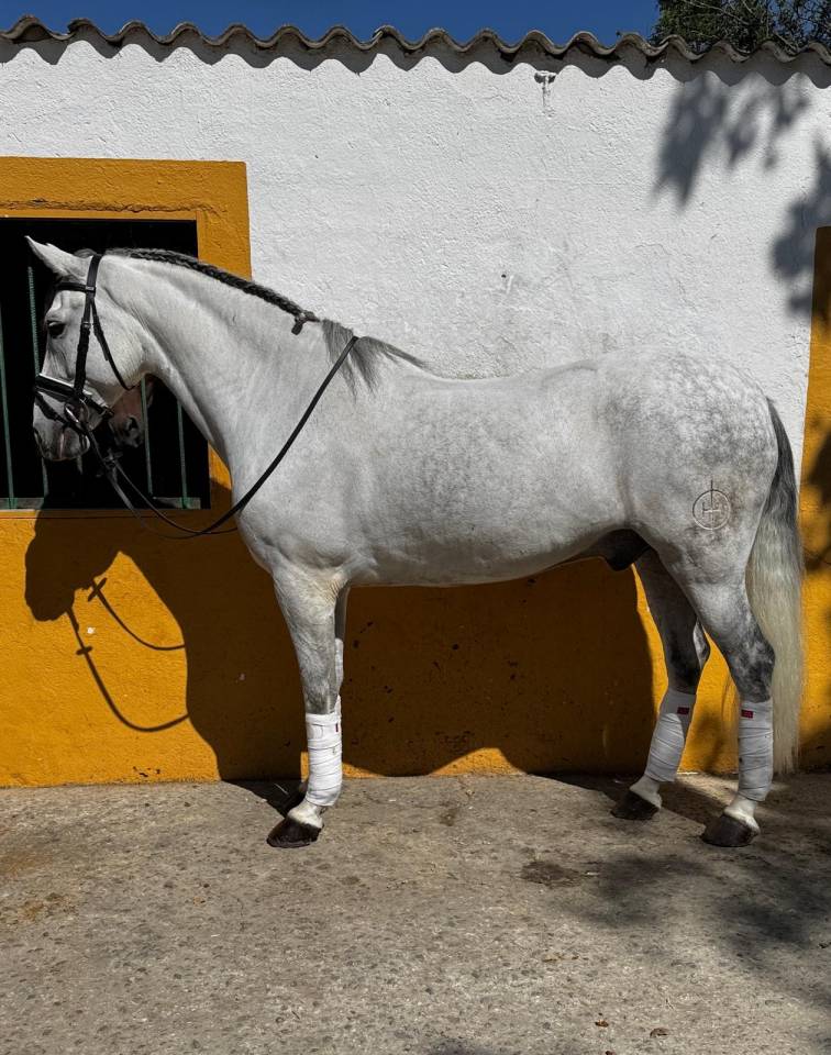 Hongre Origine Non Constatée A vendre 2015 Gris