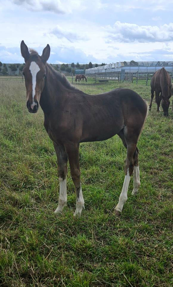 Pouliche CSO bai foncée gros potentiel souche 145