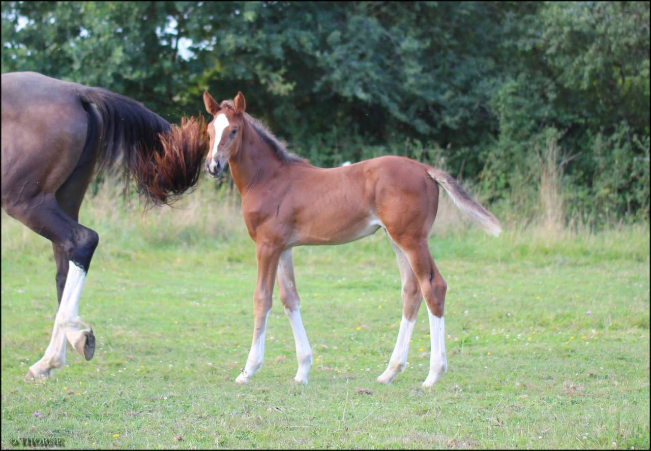 Pouliche CSO bai foncée gros potentiel souche 145