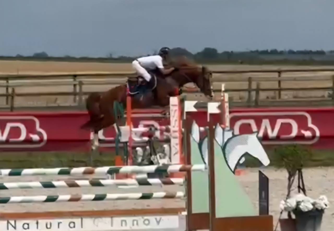 Pouliche CSO bai foncée gros potentiel souche 145