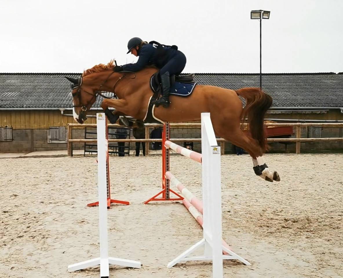 Pouliche CSO bai foncée gros potentiel souche 145