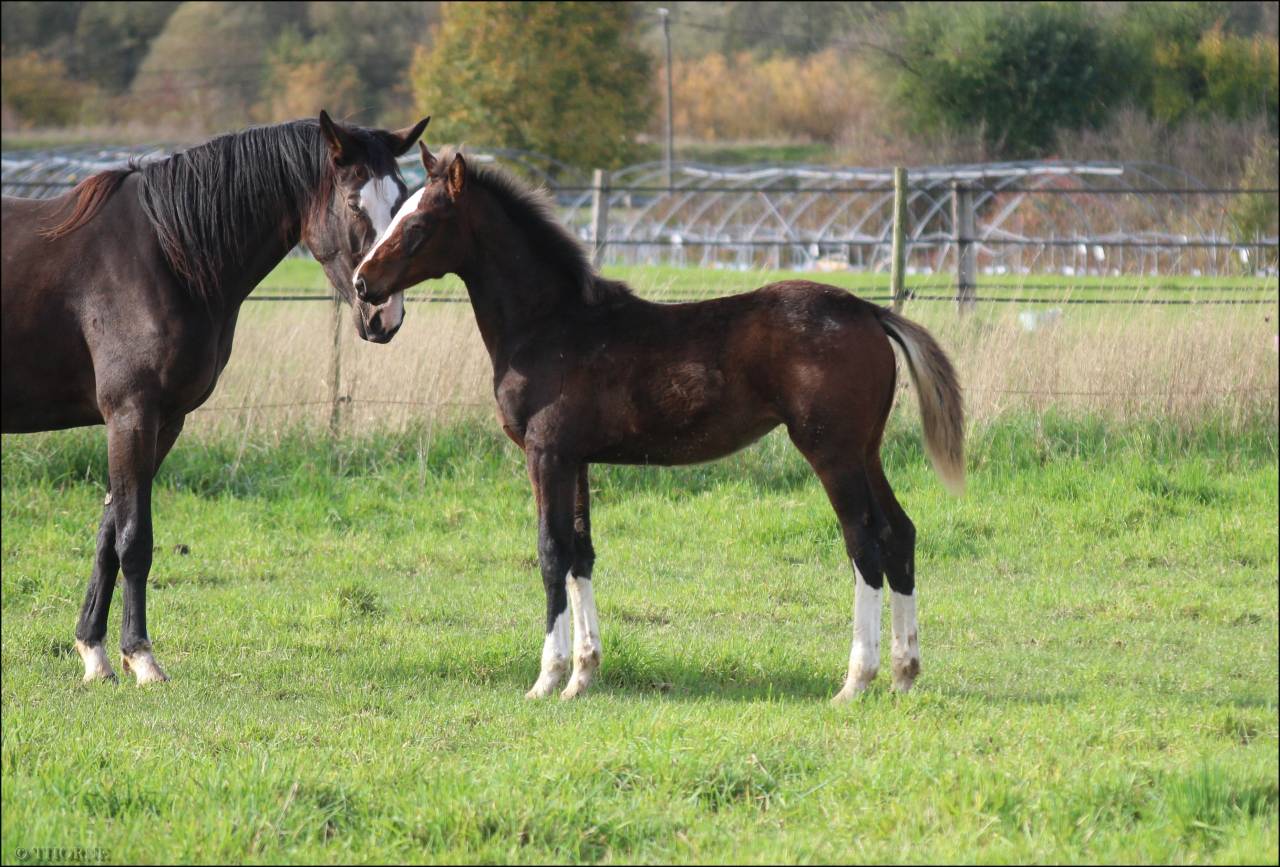 Pouliche CSO bai foncée gros potentiel souche 145
