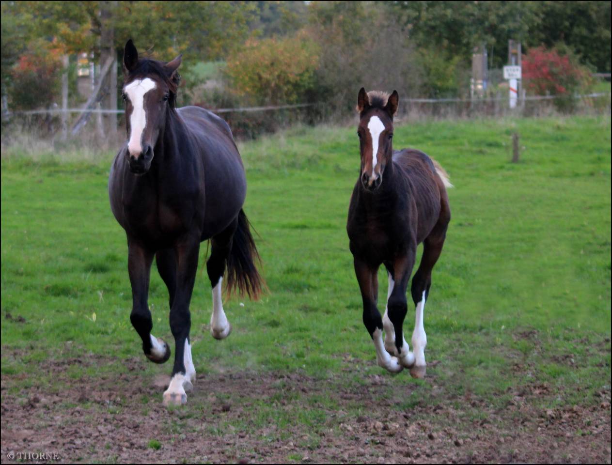 Pouliche CSO bai foncée gros potentiel souche 145