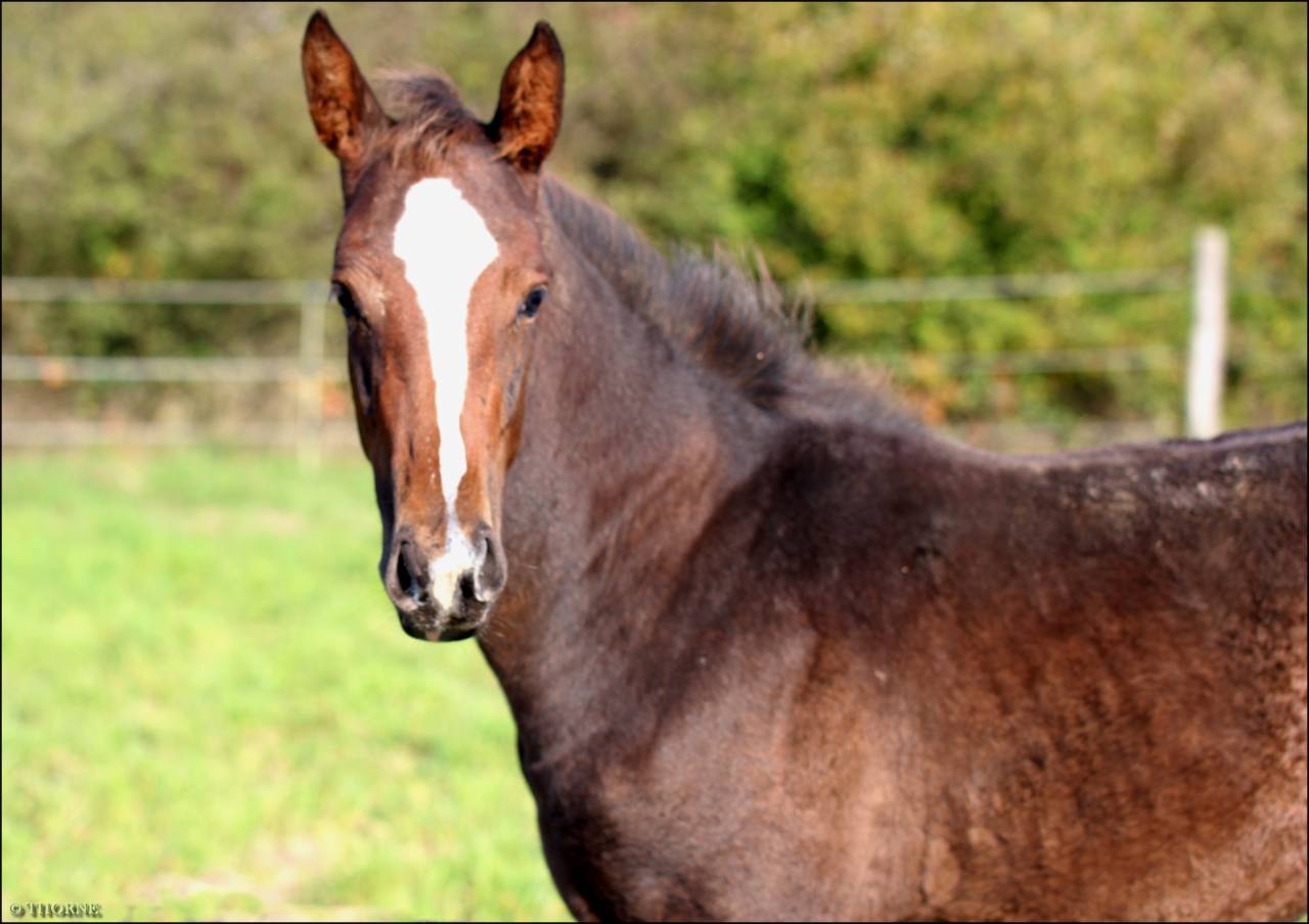 Pouliche CSO bai foncée gros potentiel souche 145