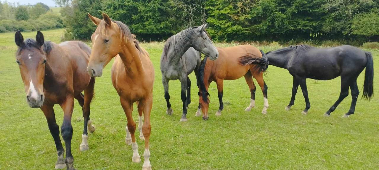 Haras en activité avec Maison d'exception