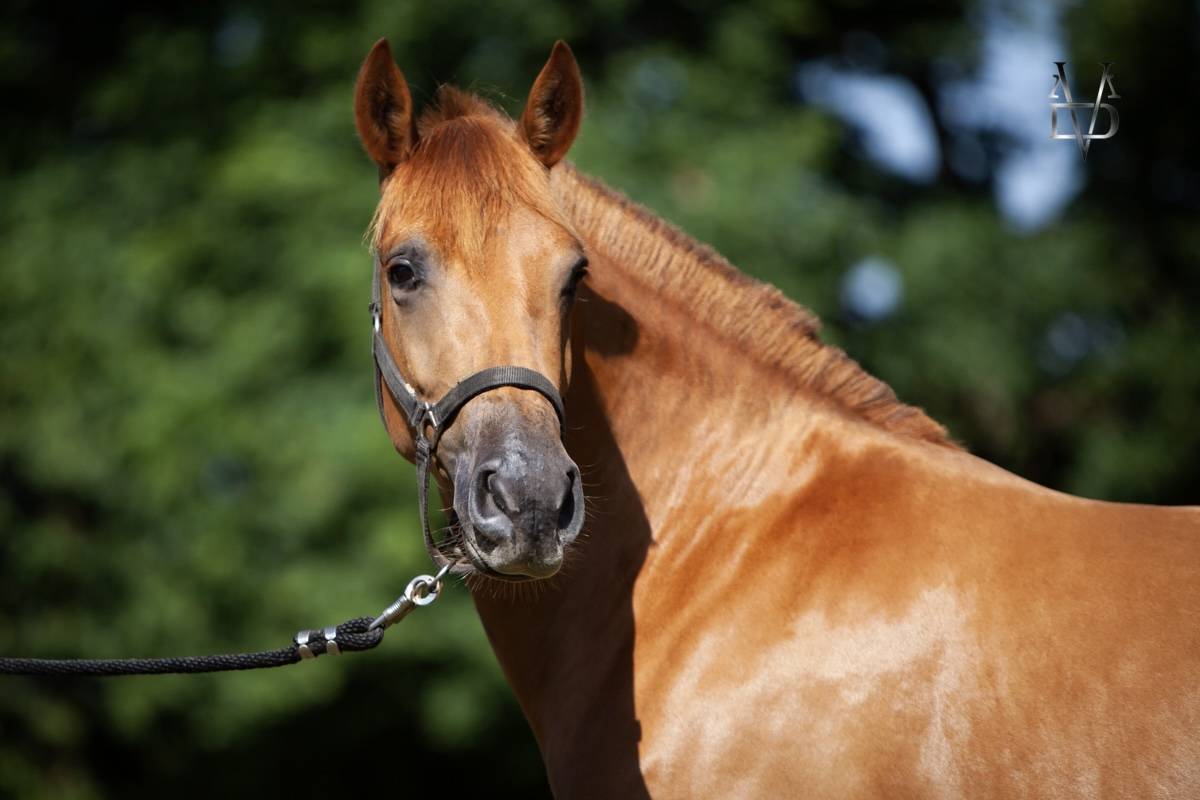 Jument Pure Race Espagnole PRE alezane + prl