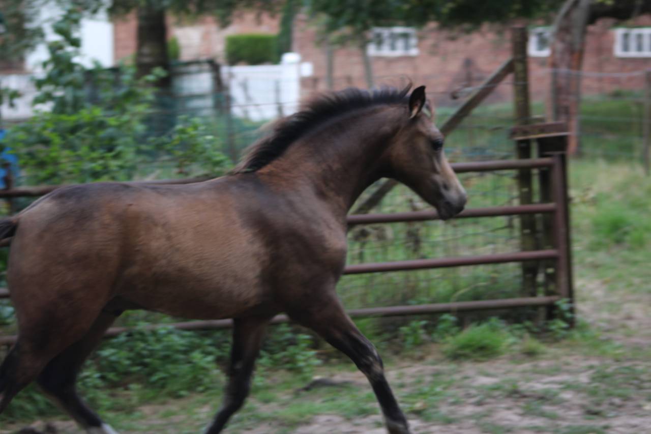 Magnifique foal PFS isabelle sooty