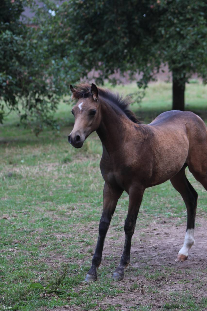 Magnifique foal PFS isabelle sooty
