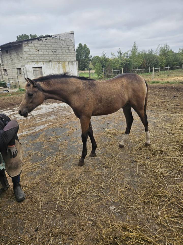 Magnifique foal PFS isabelle sooty