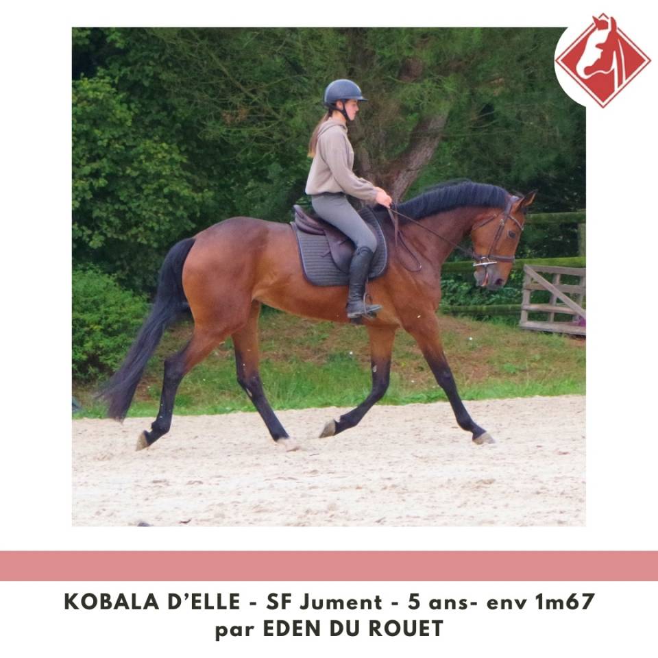 Jument SF à finir de former 4.5 points PACE