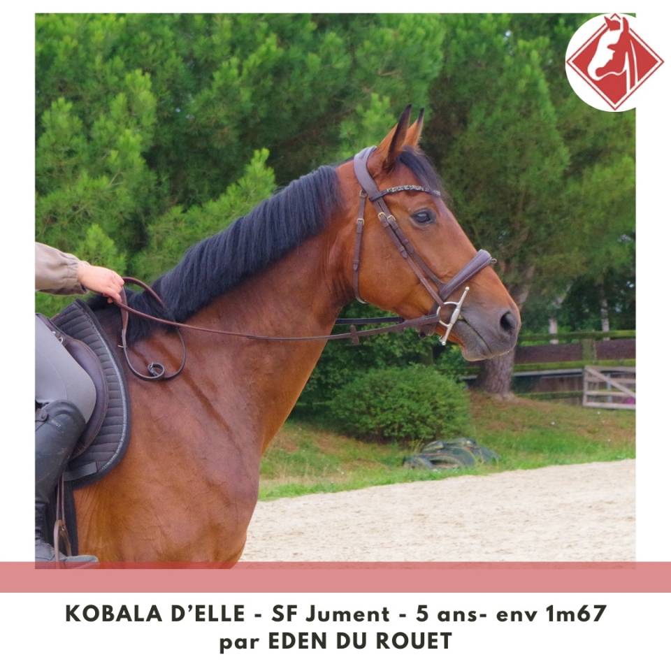 Jument SF à finir de former 4.5 points PACE