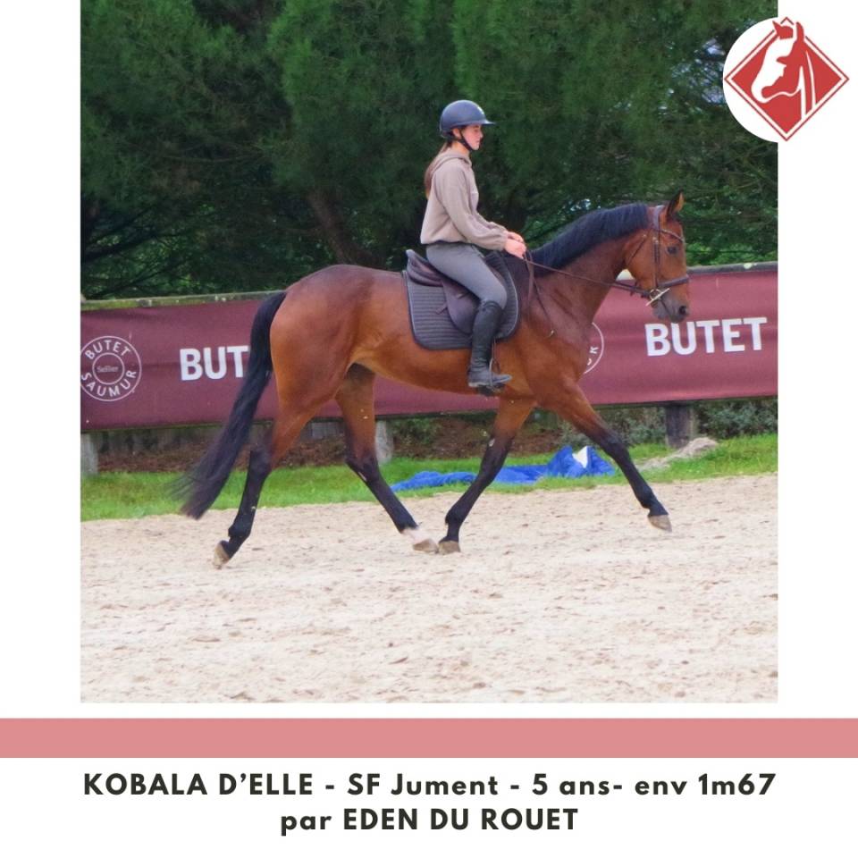 Jument SF à finir de former 4.5 points PACE