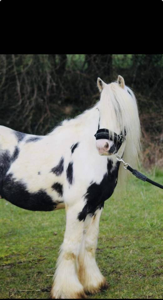 Tinker noir et blanc hongre