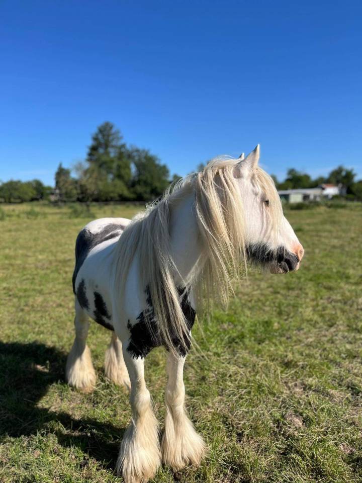 Tinker noir et blanc hongre