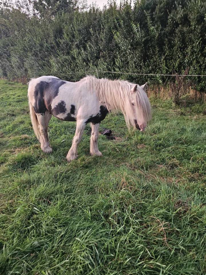Tinker noir et blanc hongre