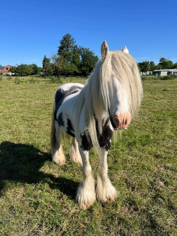 Tinker noir et blanc hongre