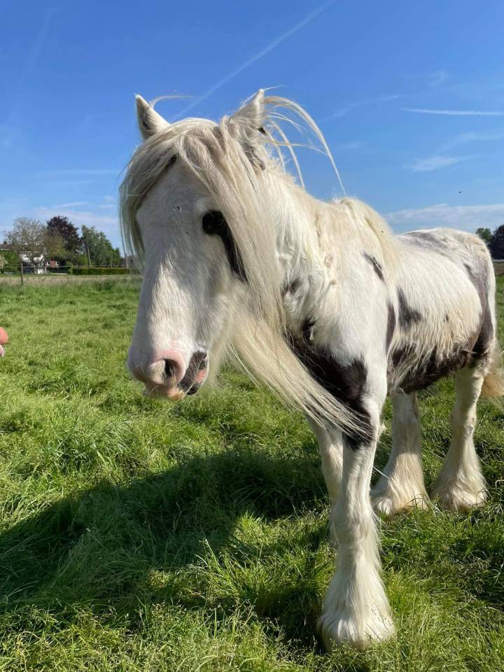 Tinker noir et blanc hongre