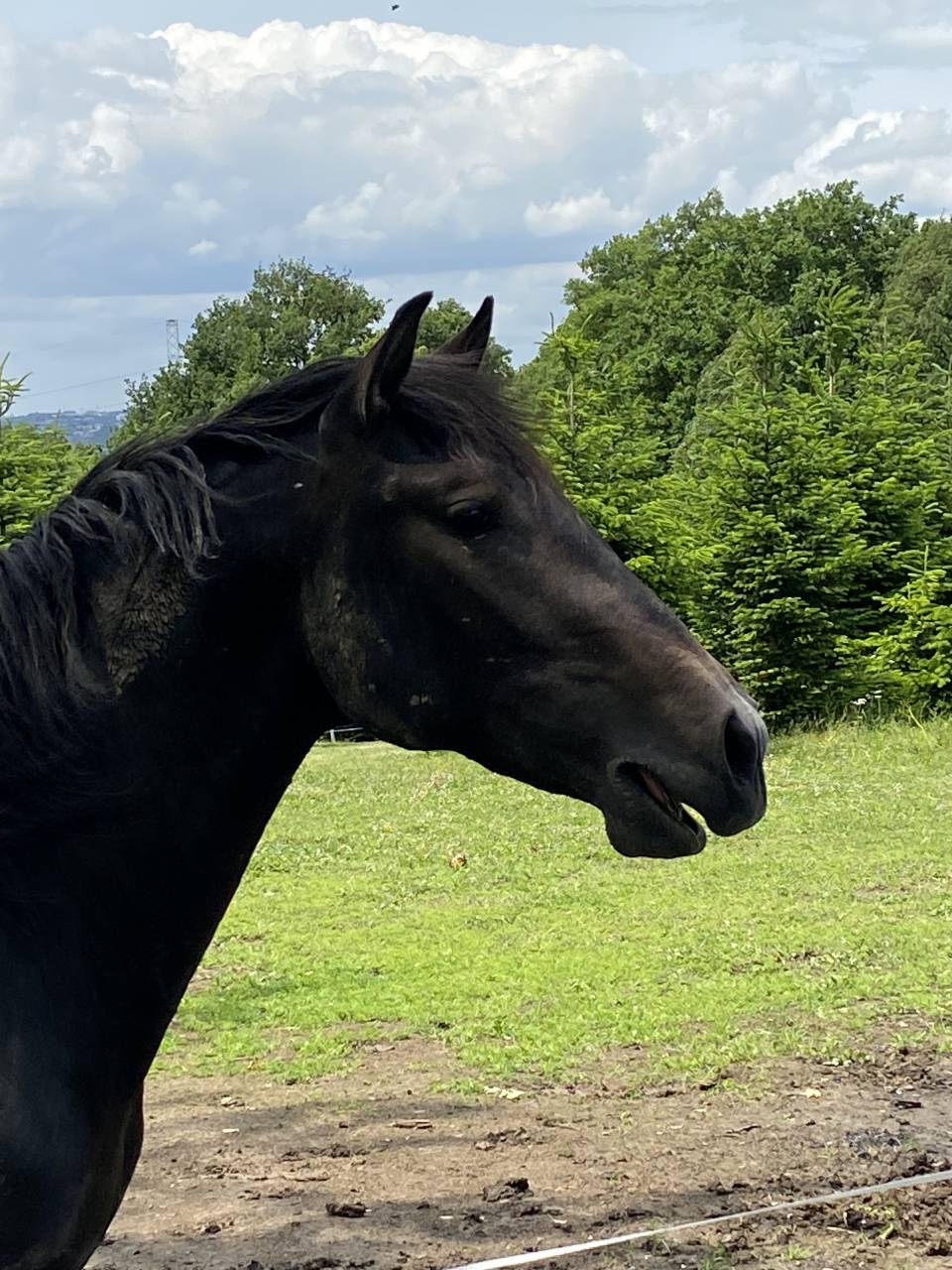 Plusieurs bons chevaux de loisir 