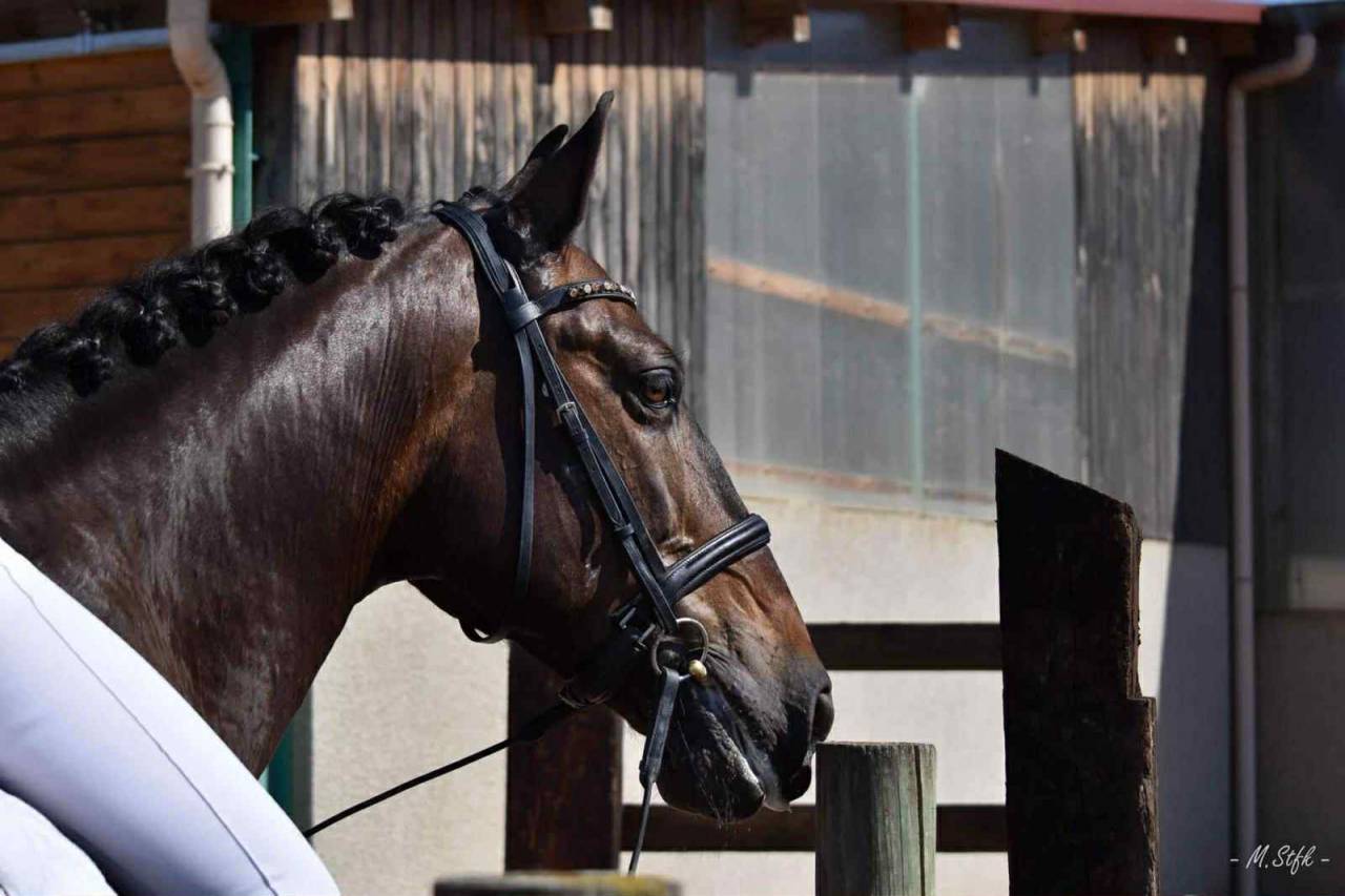 Charisme et complicité – Hongre PRE 13 ans 