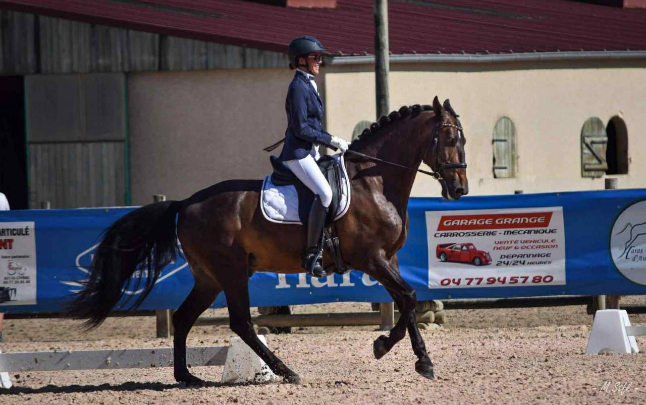 Charisme et complicité – Hongre PRE 13 ans 